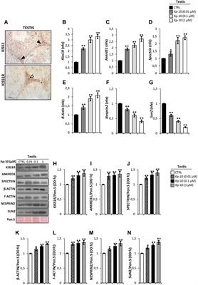 KISS1R and ANKRD31 Cooperate to Enhance Leydig - Frontiers